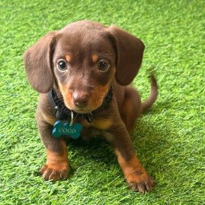 Coquito the chocolate Kaninchen Dachshund