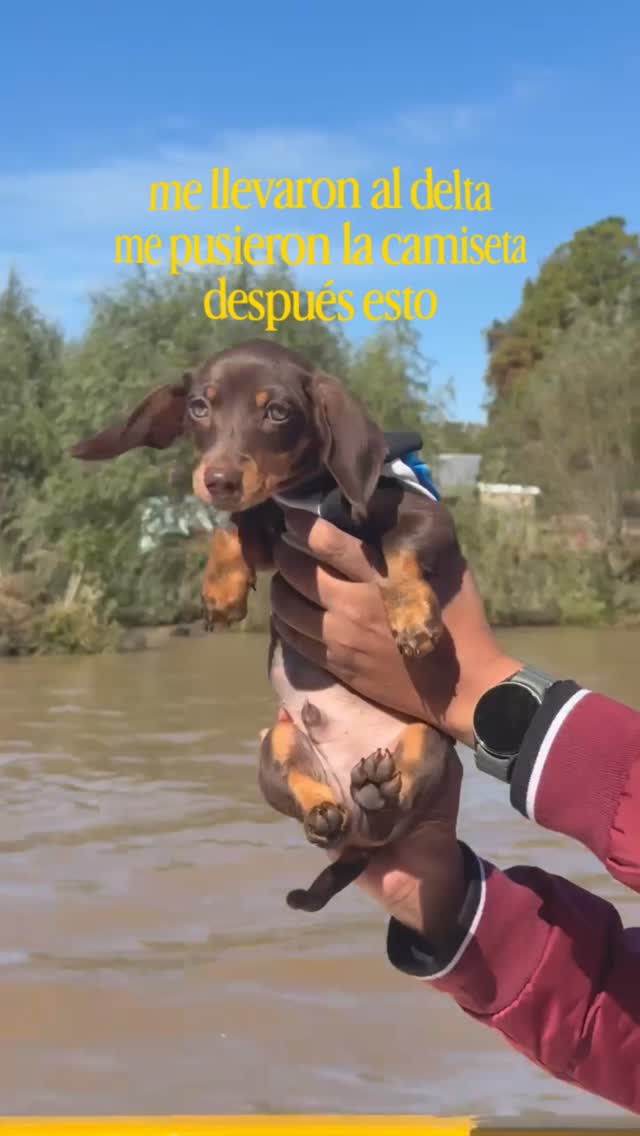 Coquito greeting much bigger dogs nose-to-nose in the Tigre Delta