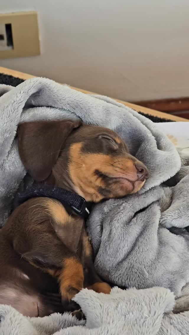 Hyper dachshund energy