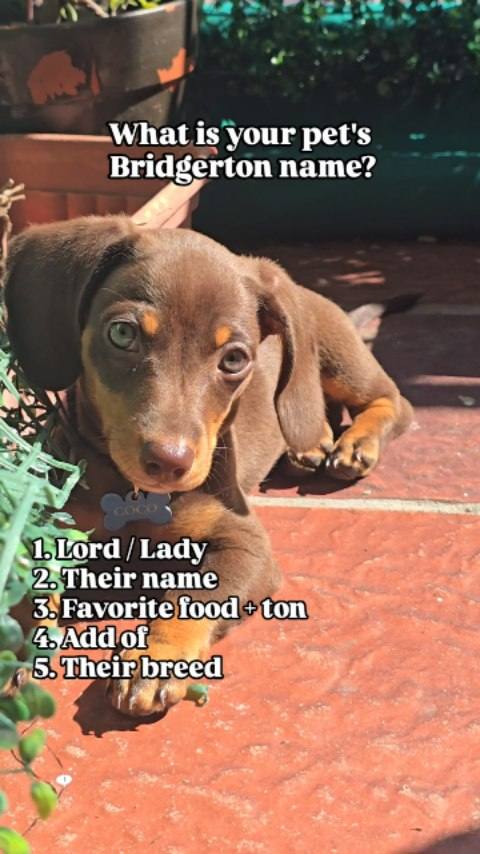 Lord Coco Chickenton of Kaninchen, Bridgerton edition