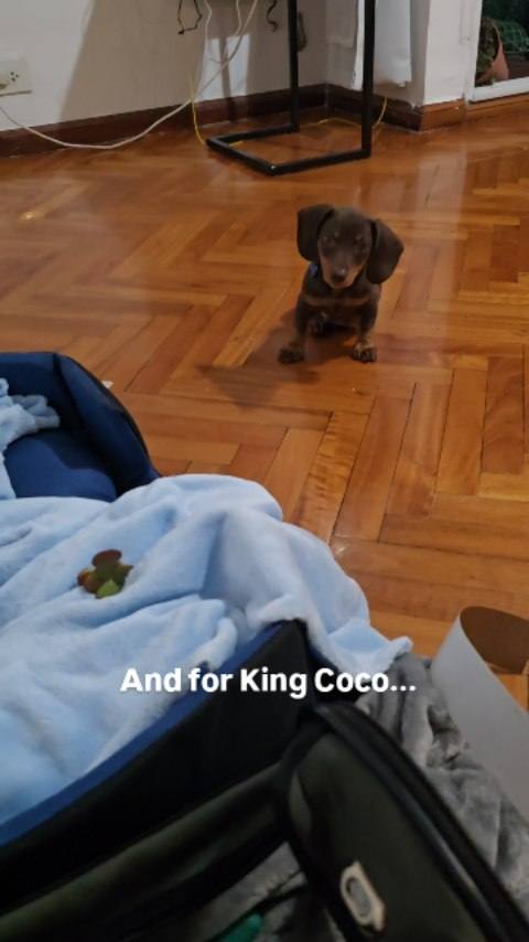 Coquito addressing breed misinformation
